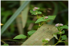 Polygonum nepalense